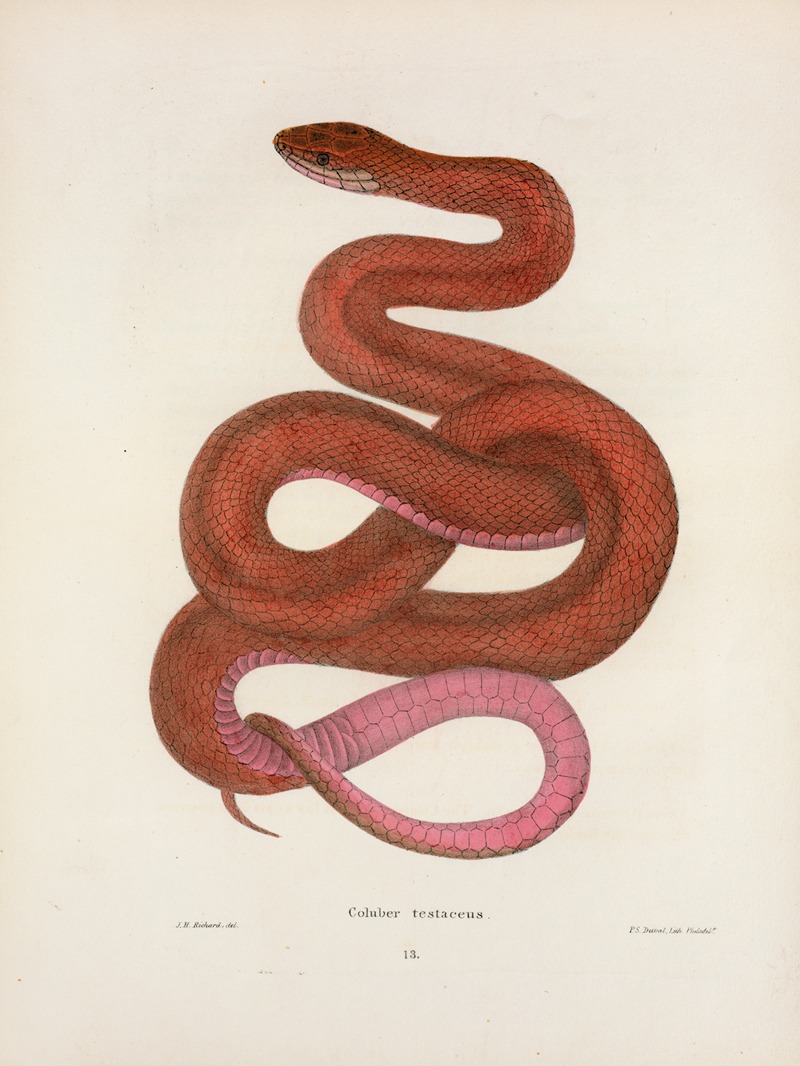 Coluber testaceus. by John Edwards Holbrook, 1842 — digital art print download