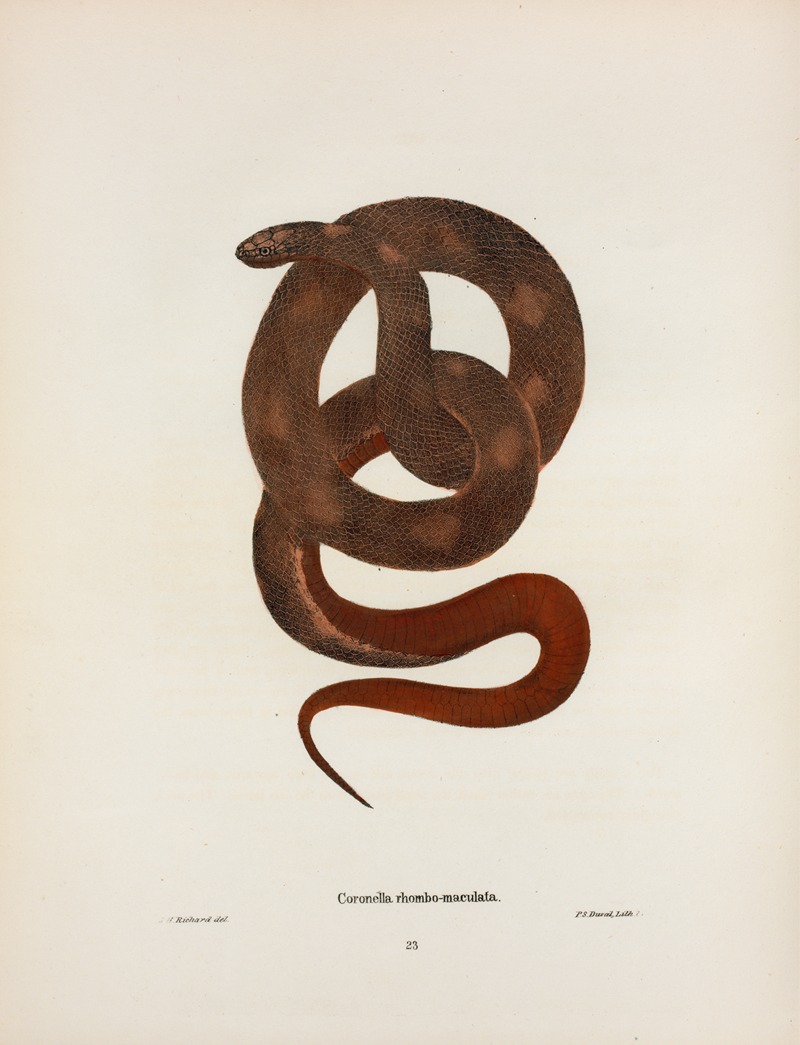 Coronella Sayi. by John Edwards Holbrook, 1842 — digital art print download