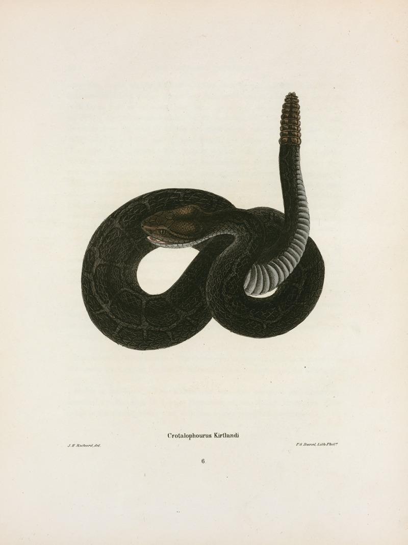 Crotalophorus Kirtlandi. — John Edwards Holbrook