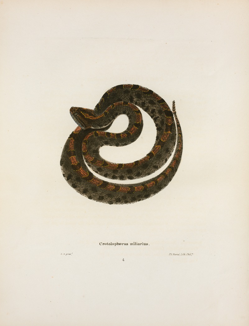 Crotalophorus miliarius. by John Edwards Holbrook, 1842 — digital art print download