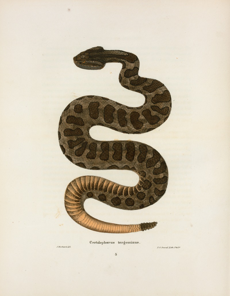 Crotalophorus tergeminus. by John Edwards Holbrook, 1842 — digital art print download