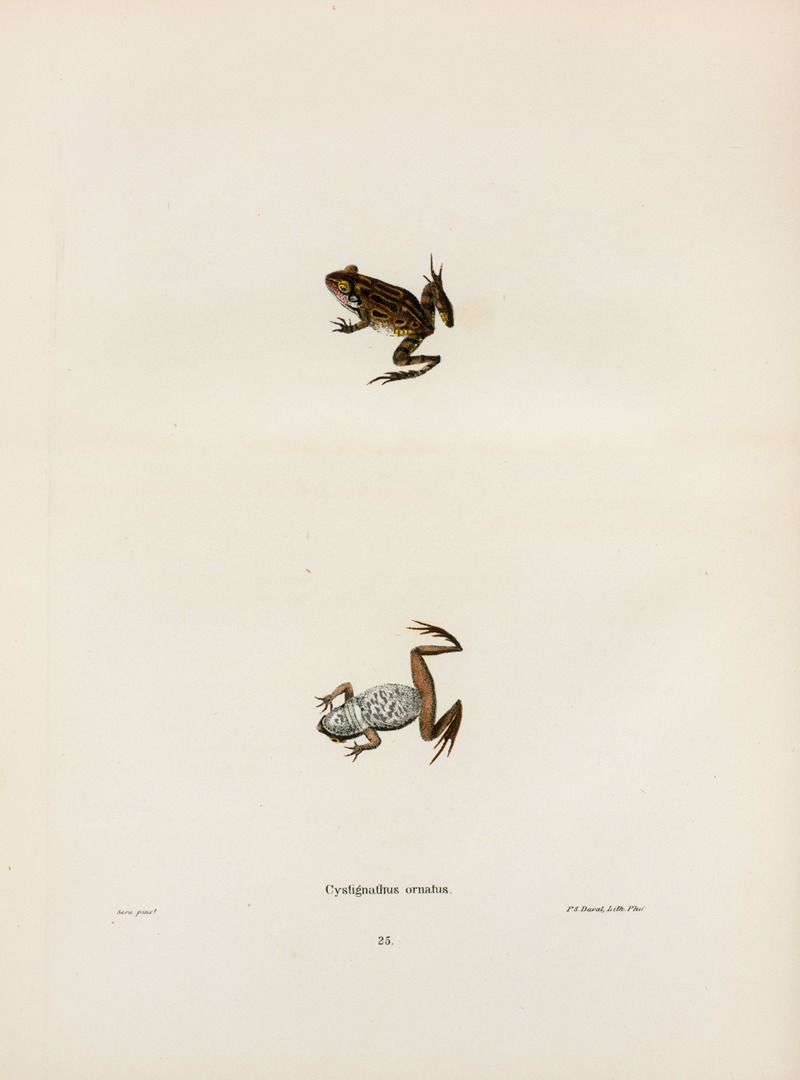 Cystignathus ornatus by John Edwards Holbrook, 1842 — digital art print download