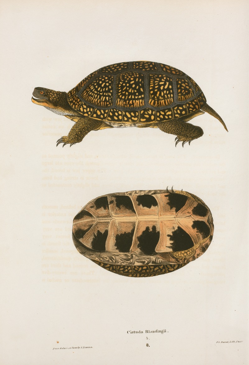 Emys Floridana. by John Edwards Holbrook, 1842 — digital art print download