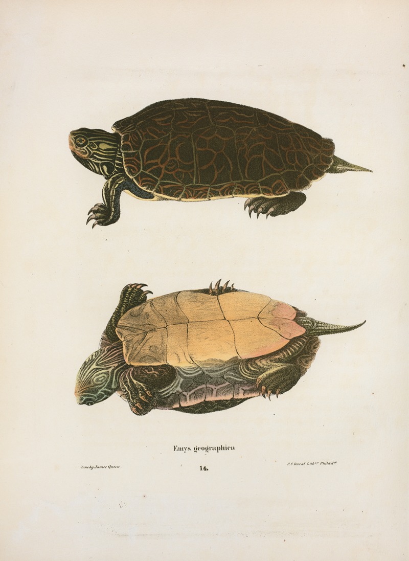Emys georgaphica. by John Edwards Holbrook, 1842 — digital art print download
