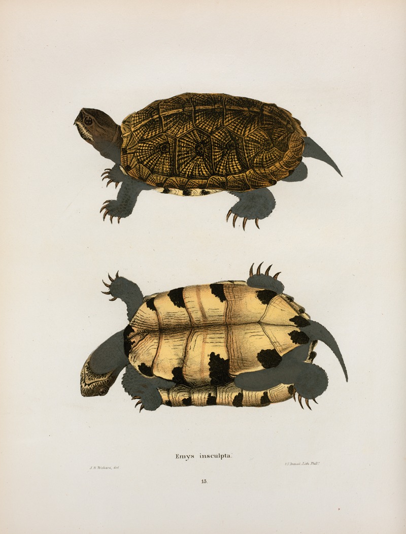 Emys insculpta. by John Edwards Holbrook, 1842 — digital art print download
