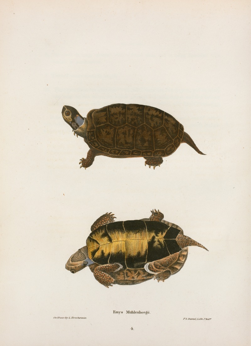 Emys Mobilensis. by John Edwards Holbrook, 1842 — digital art print download