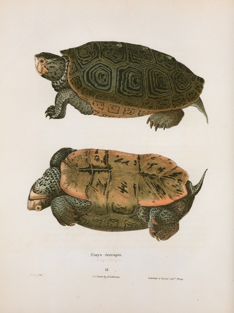 Emys terrapin. by John Edwards Holbrook, 1842 — digital art print download