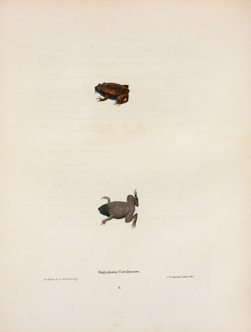 Engystoma Carolinense by John Edwards Holbrook, 1842 — digital art print download