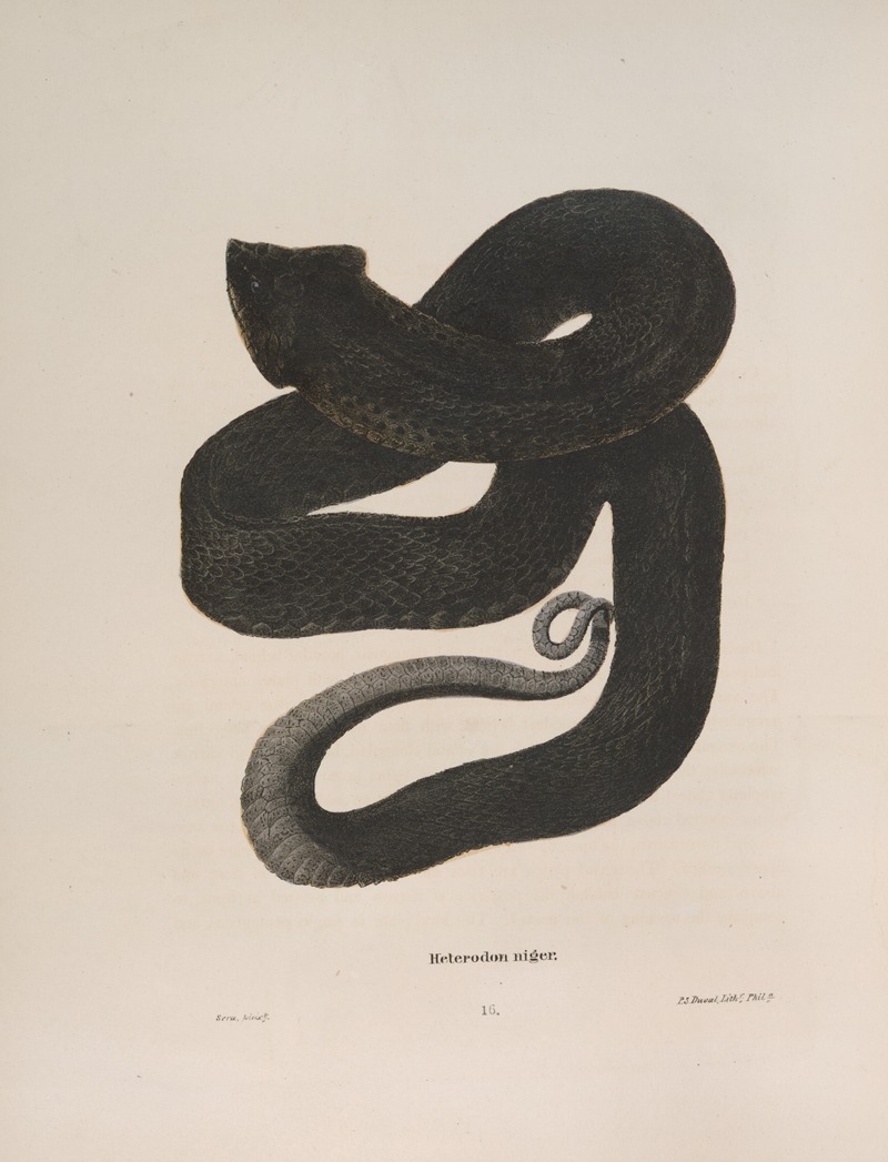 Heterodon niger by John Edwards Holbrook, 1842 — digital art print download