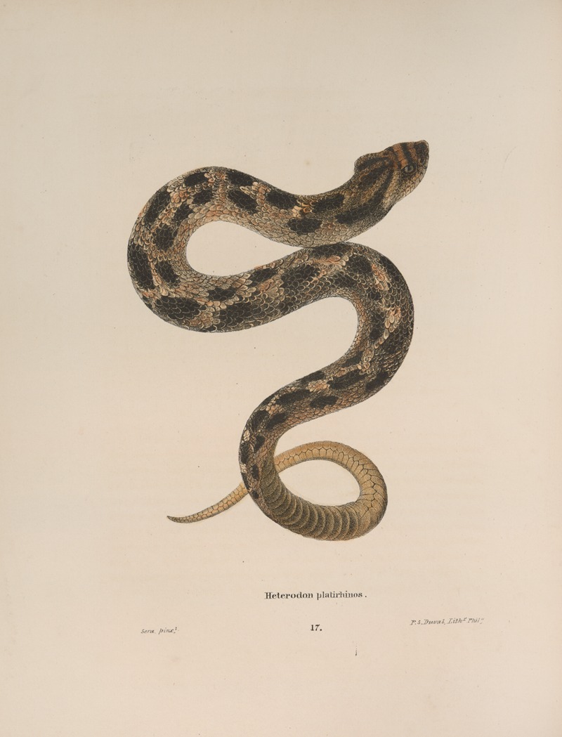 Heterodon platirhinos 2 by John Edwards Holbrook, 1842 — digital art print download