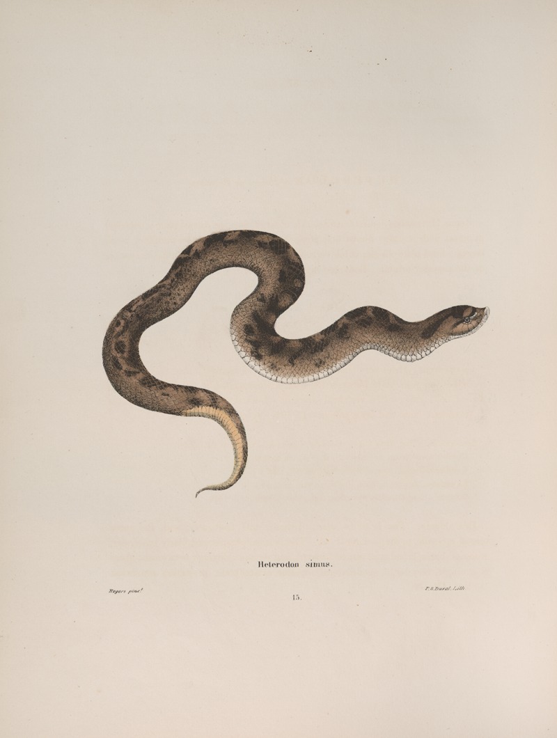 Heterodon simus by John Edwards Holbrook, 1842 — digital art print download