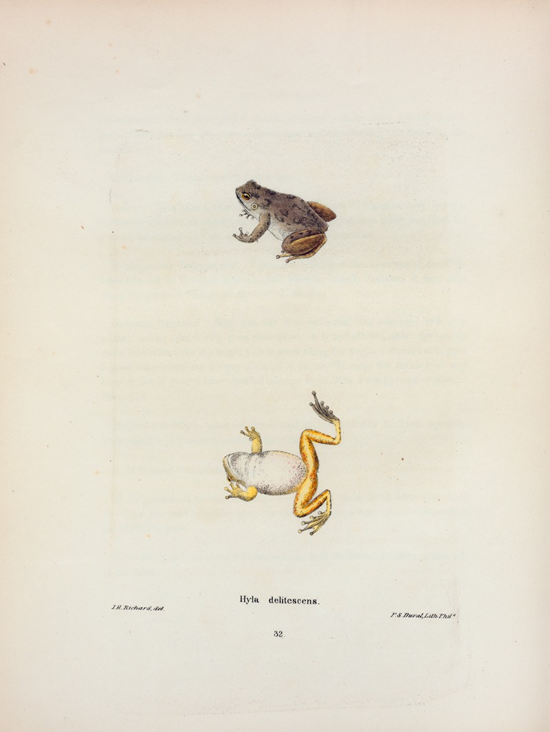 Hyla delitescens by John Edwards Holbrook, 1842 — digital art print download