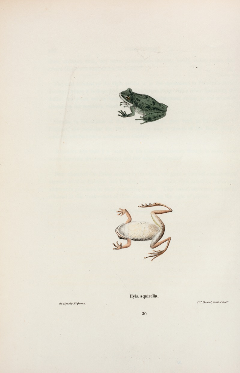 Hyla squirella by John Edwards Holbrook, 1842 — digital art print download