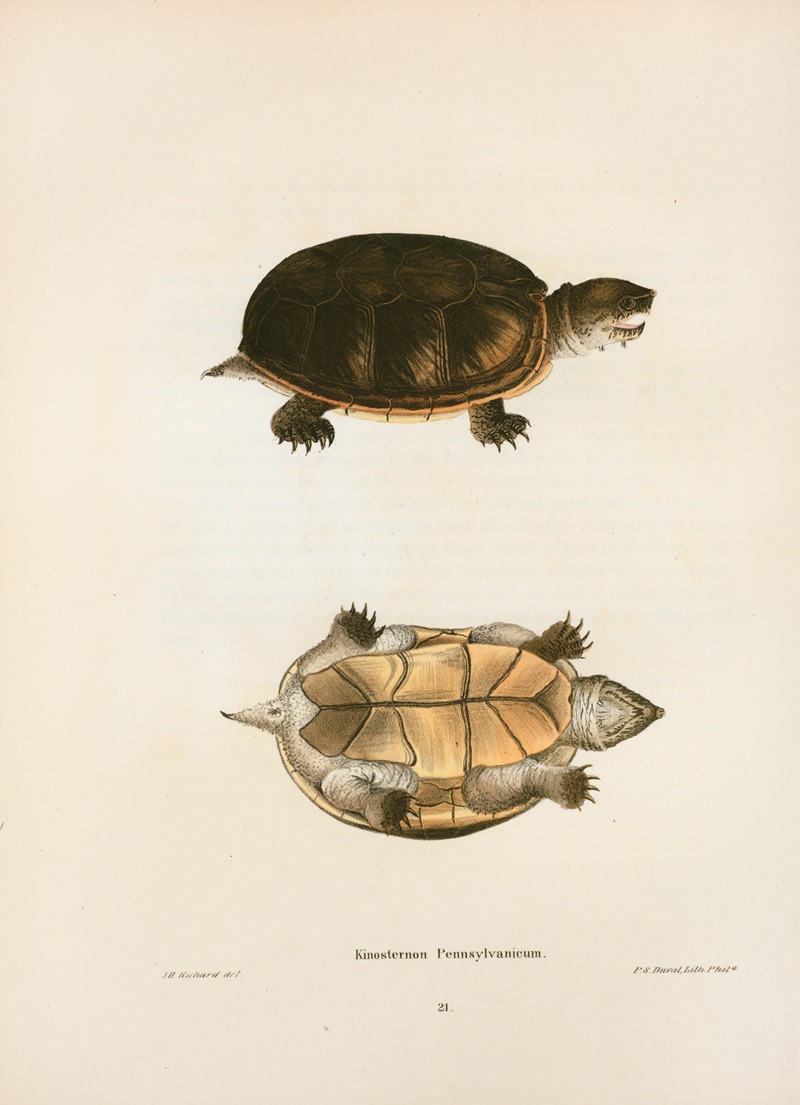 Kinosternon Pennsylvanicum. by John Edwards Holbrook, 1842 — digital art print download