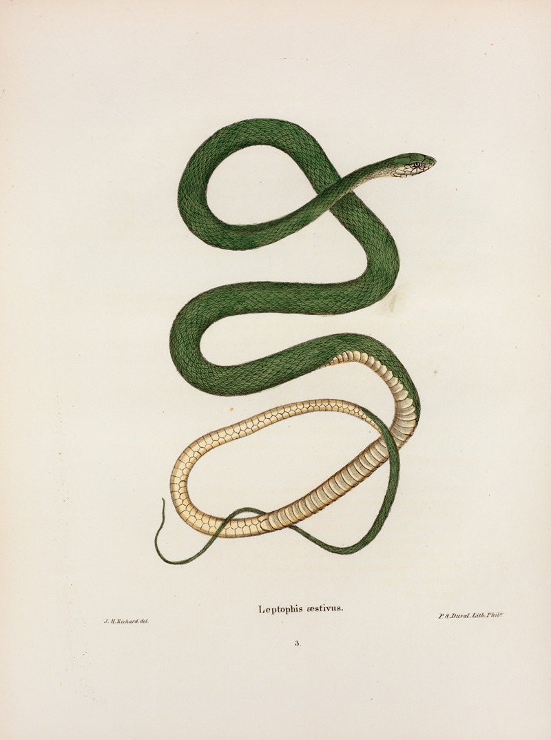 Leptophis oestivus. by John Edwards Holbrook, 1842 — digital art print download