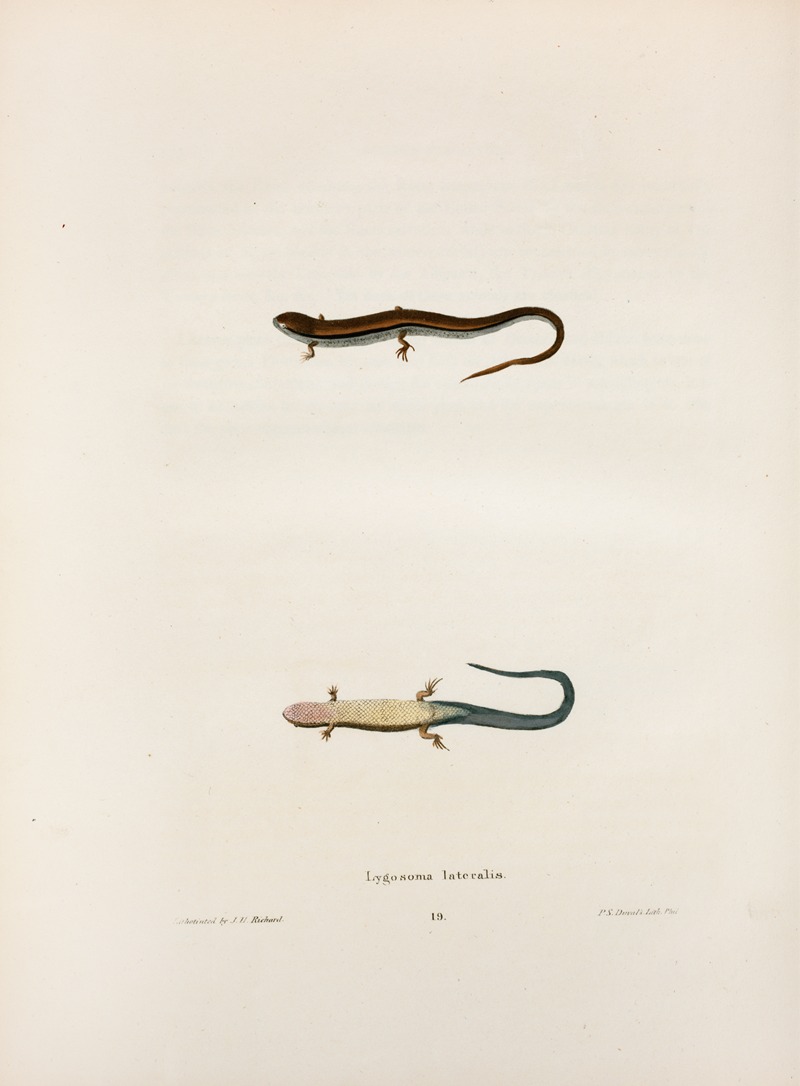 Lygosoma lateralis. by John Edwards Holbrook, 1842 — digital art print download