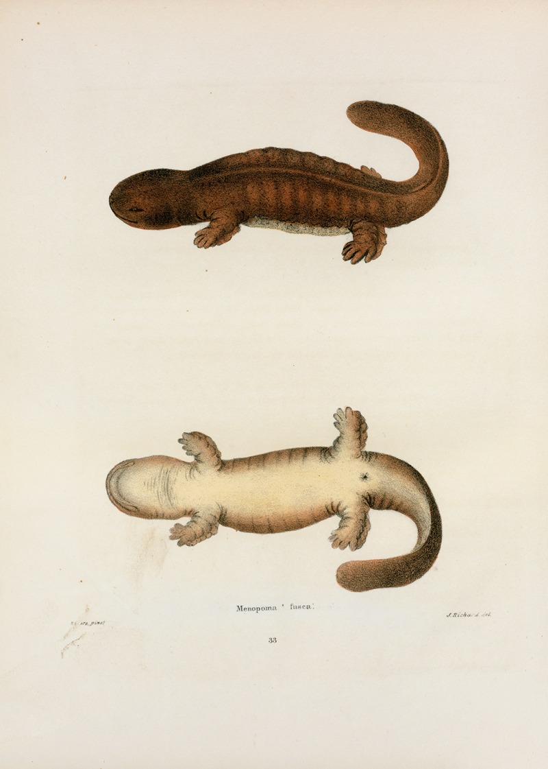 Menopoma fusca by John Edwards Holbrook, 1842 — digital art print download