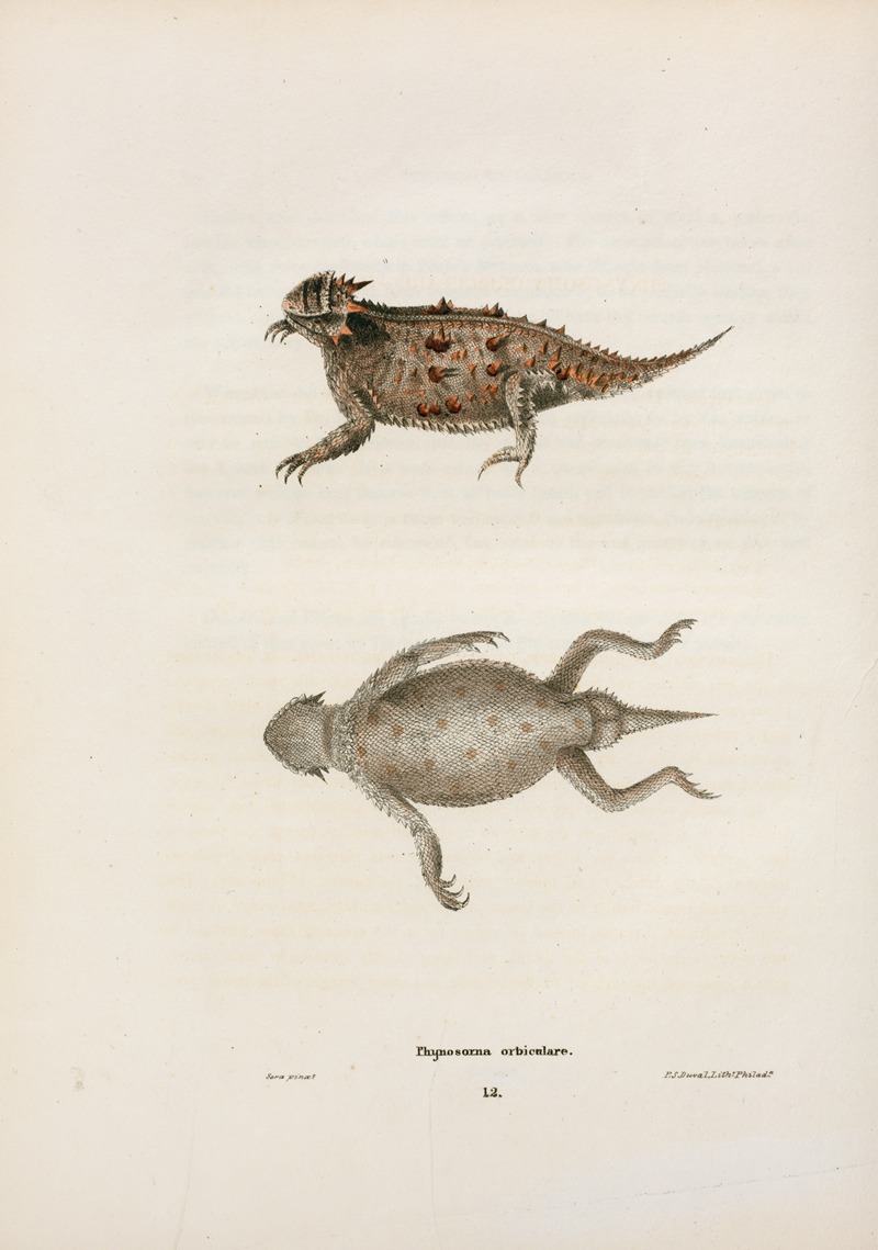 Phrynosoma orbiculare. by John Edwards Holbrook, 1842 — digital art print download