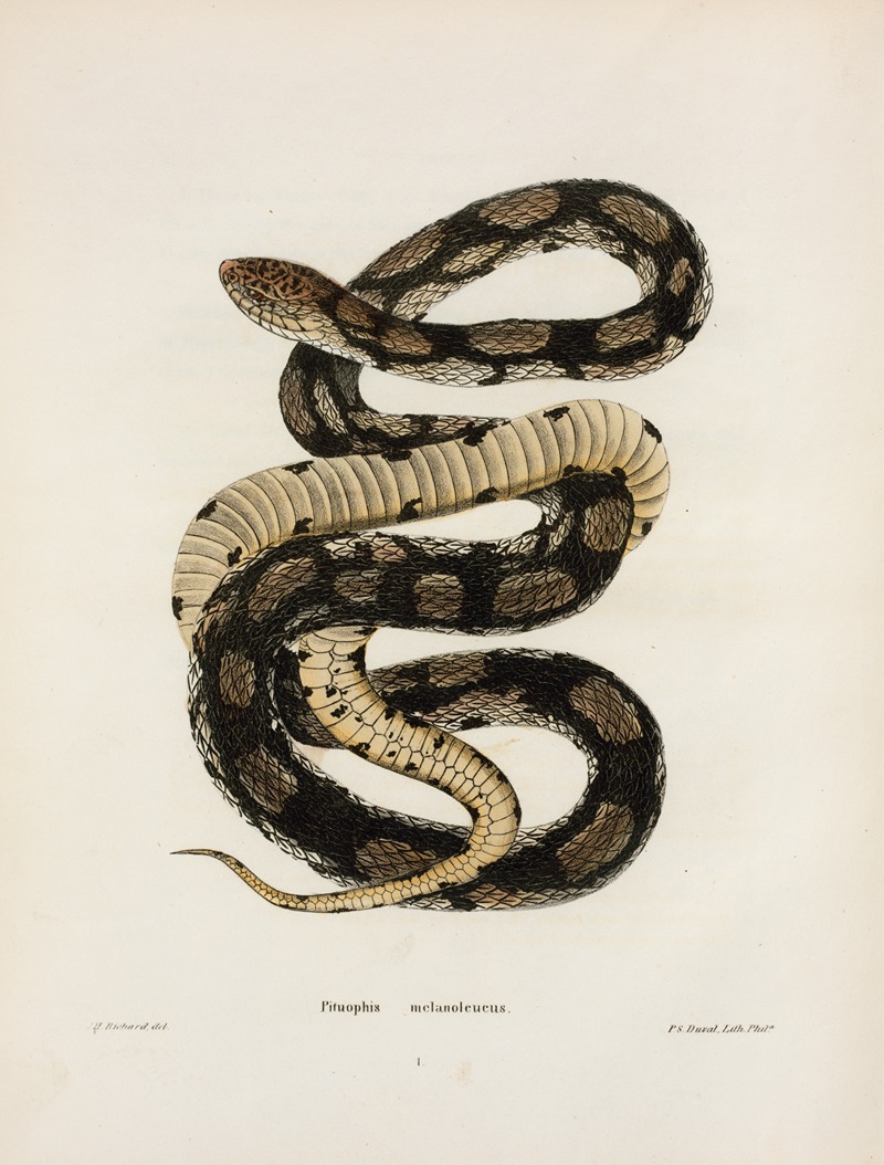 Pituophis melanoleucus. by John Edwards Holbrook, 1842 — digital art print download