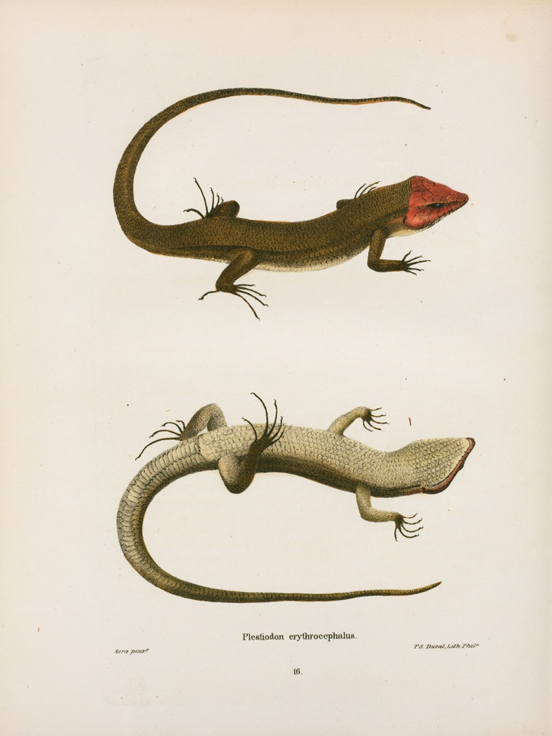 Plestiodon erythrocephalus. by John Edwards Holbrook, 1842 — digital art print download