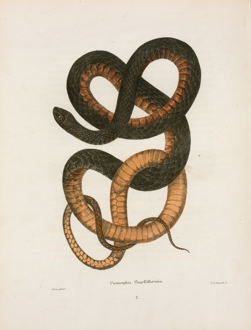 Psammophis flagelliformis. by John Edwards Holbrook, 1842 — digital art print download