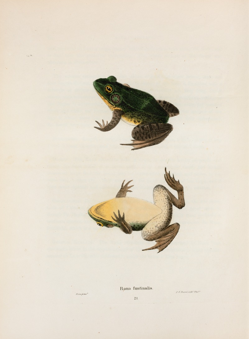 Rana fontinalis by John Edwards Holbrook, 1842 — digital art print download