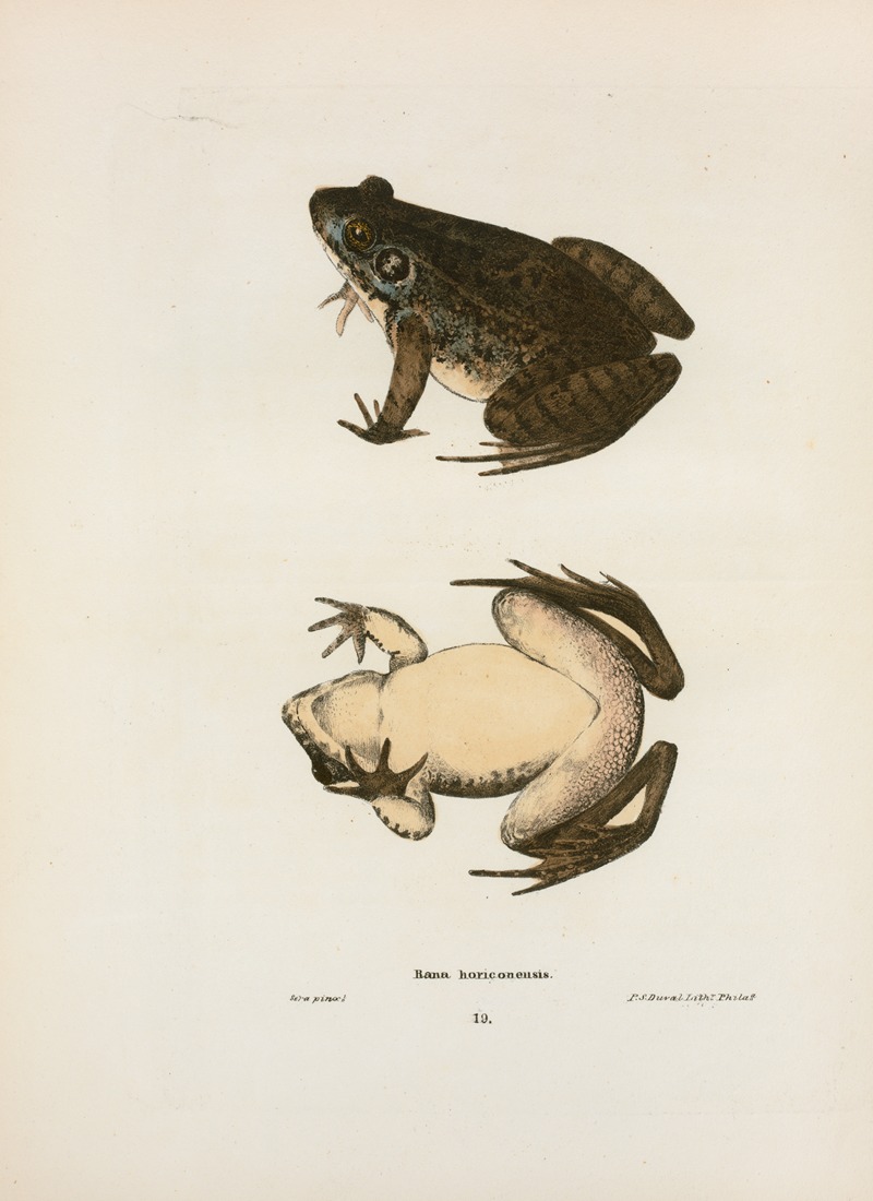 Rana horiconensis by John Edwards Holbrook, 1842 — digital art print download