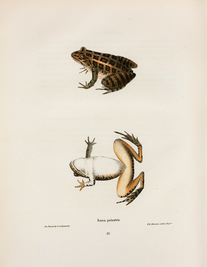 Rana palustris by John Edwards Holbrook, 1842 — digital art print download