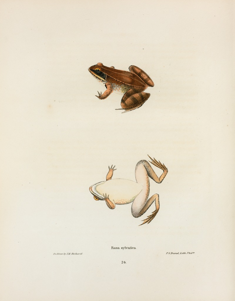 Rana sylvatica by John Edwards Holbrook, 1842 — digital art print download
