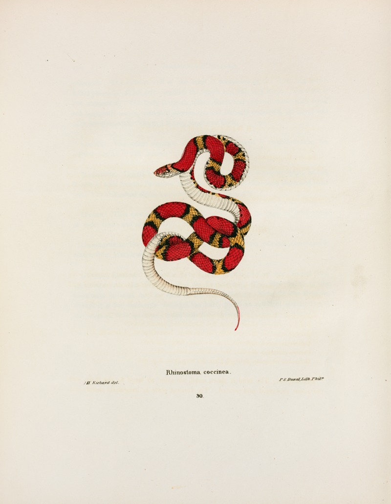 Rhinostoma coccinea. by John Edwards Holbrook, 1842 — digital art print download