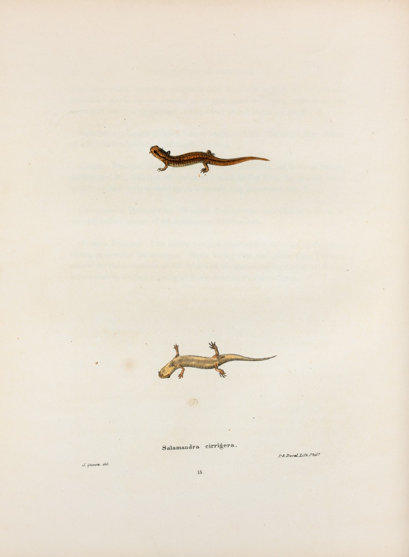 Salamandra cirrigera by John Edwards Holbrook, 1842 — digital art print download
