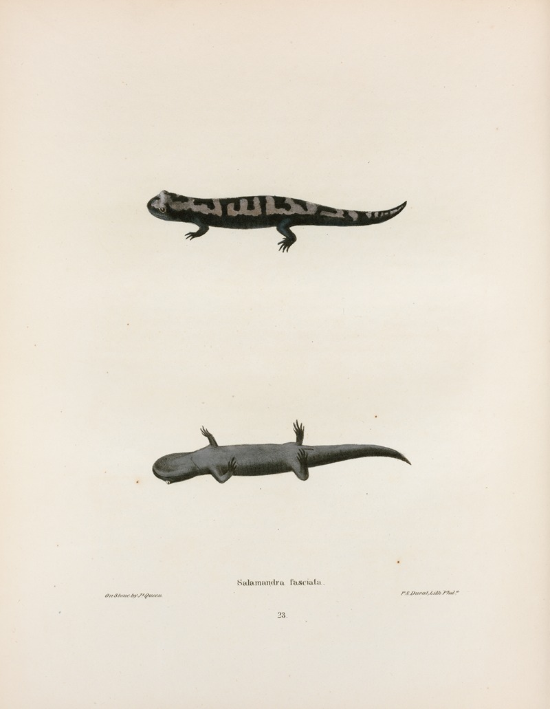 Salamandra fasciata by John Edwards Holbrook, 1842 — digital art print download