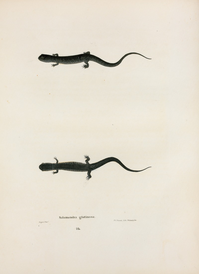 Salamandra glutinosa by John Edwards Holbrook, 1842 — digital art print download