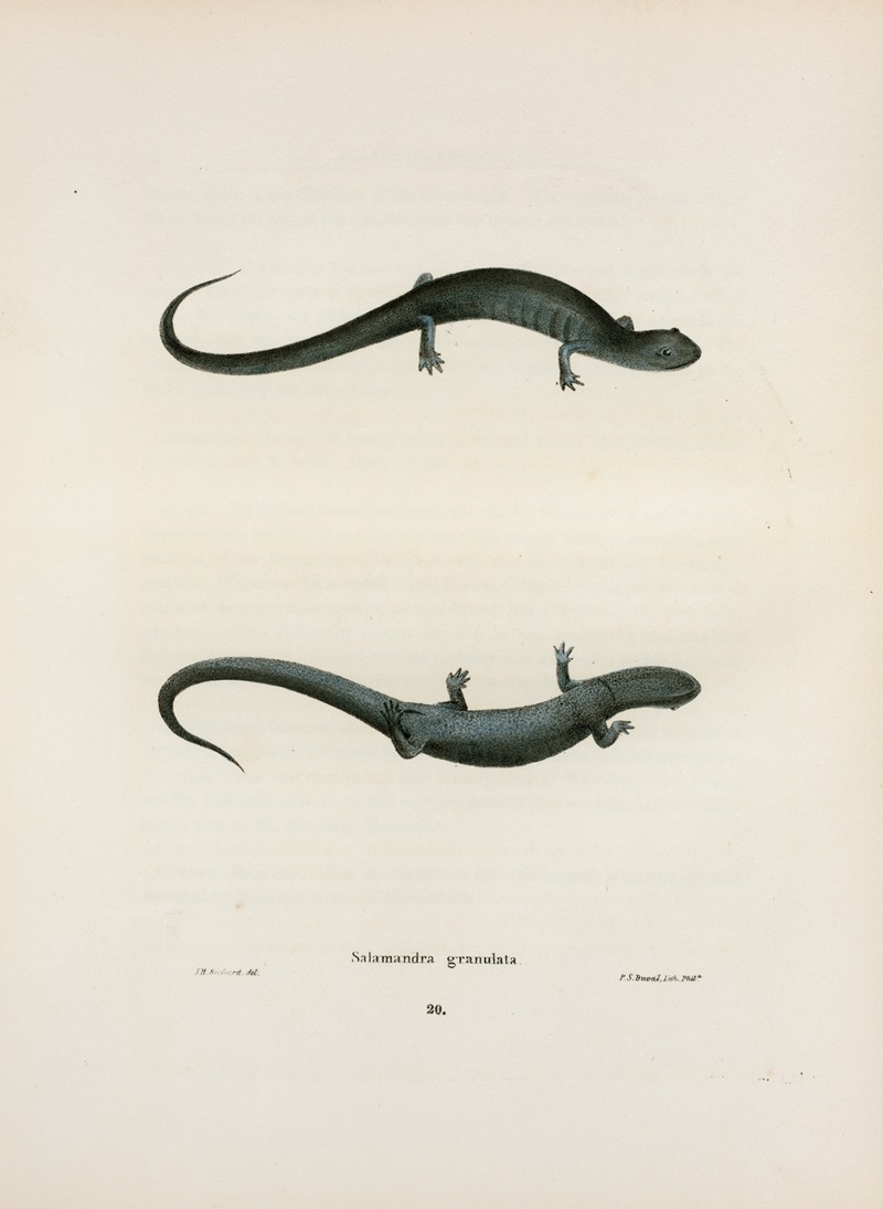 Salamandra granulata by John Edwards Holbrook, 1842 — digital art print download