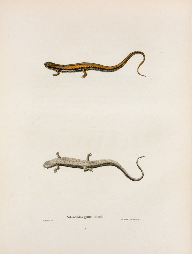 Salamandra gutto-lineata by John Edwards Holbrook, 1842 — digital art print download