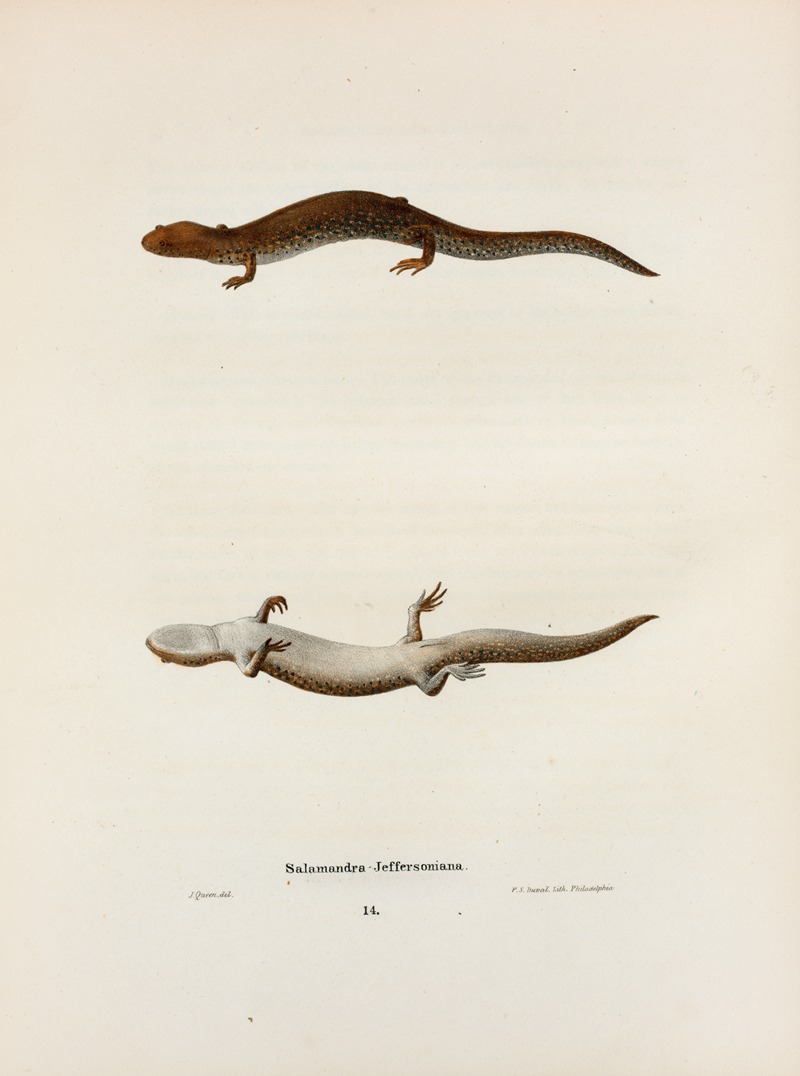 Salamandra Jeffersoniana by John Edwards Holbrook, 1842 — digital art print download