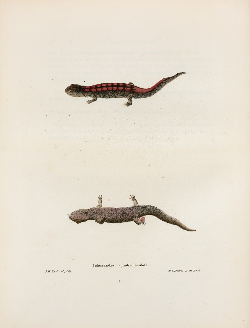 Salamandra quadrimaculata by John Edwards Holbrook, 1842 — digital art print download