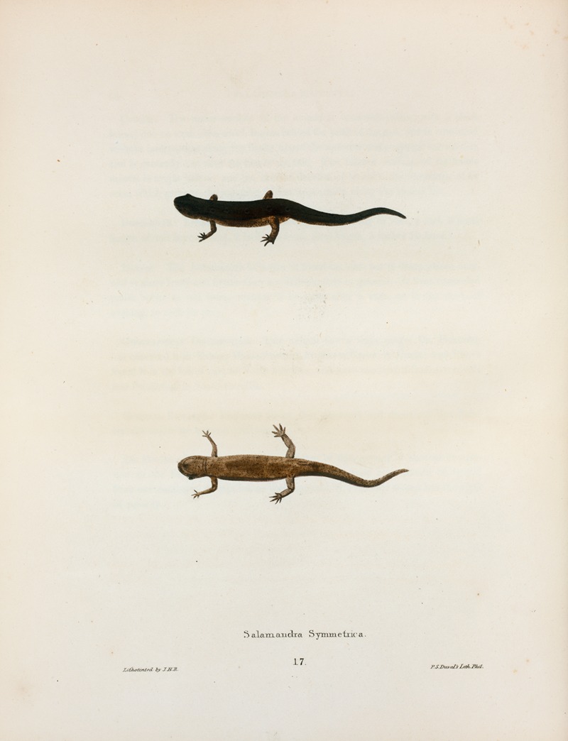 Salamandra symmetrica by John Edwards Holbrook, 1842 — digital art print download