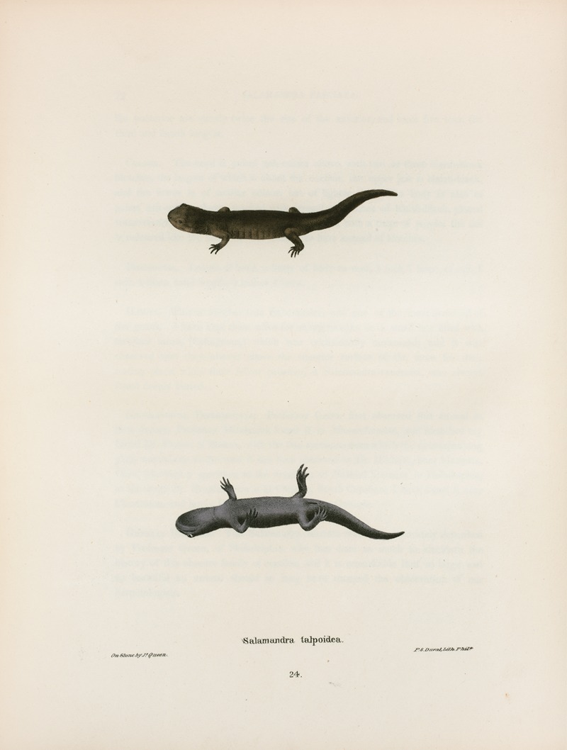 Salamandra talpoidea by John Edwards Holbrook, 1842 — digital art print download
