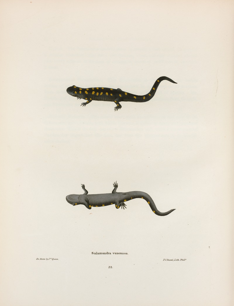 Salamandra venenosa by John Edwards Holbrook, 1842 — digital art print download