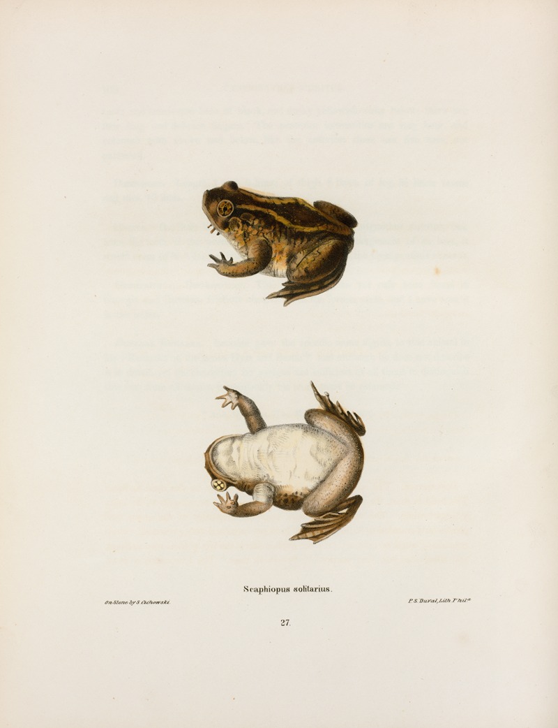 Scaphiopus solitarius by John Edwards Holbrook, 1842 — digital art print download
