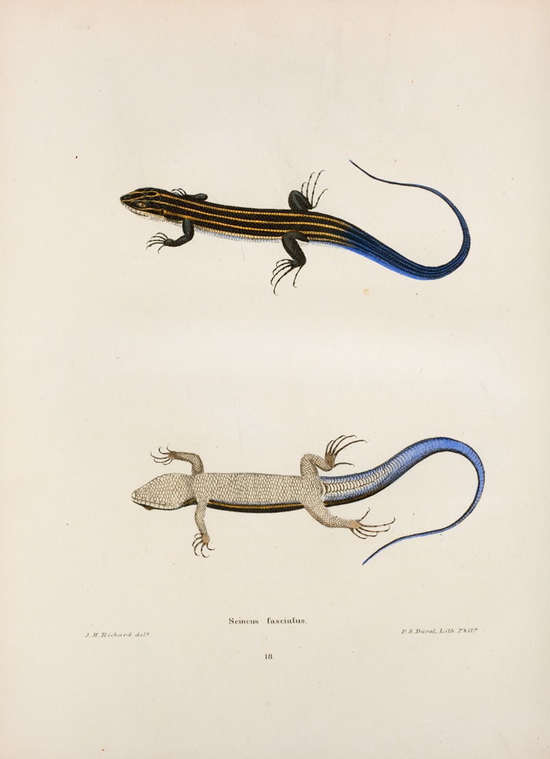 Scincus fasciatus. — John Edwards Holbrook