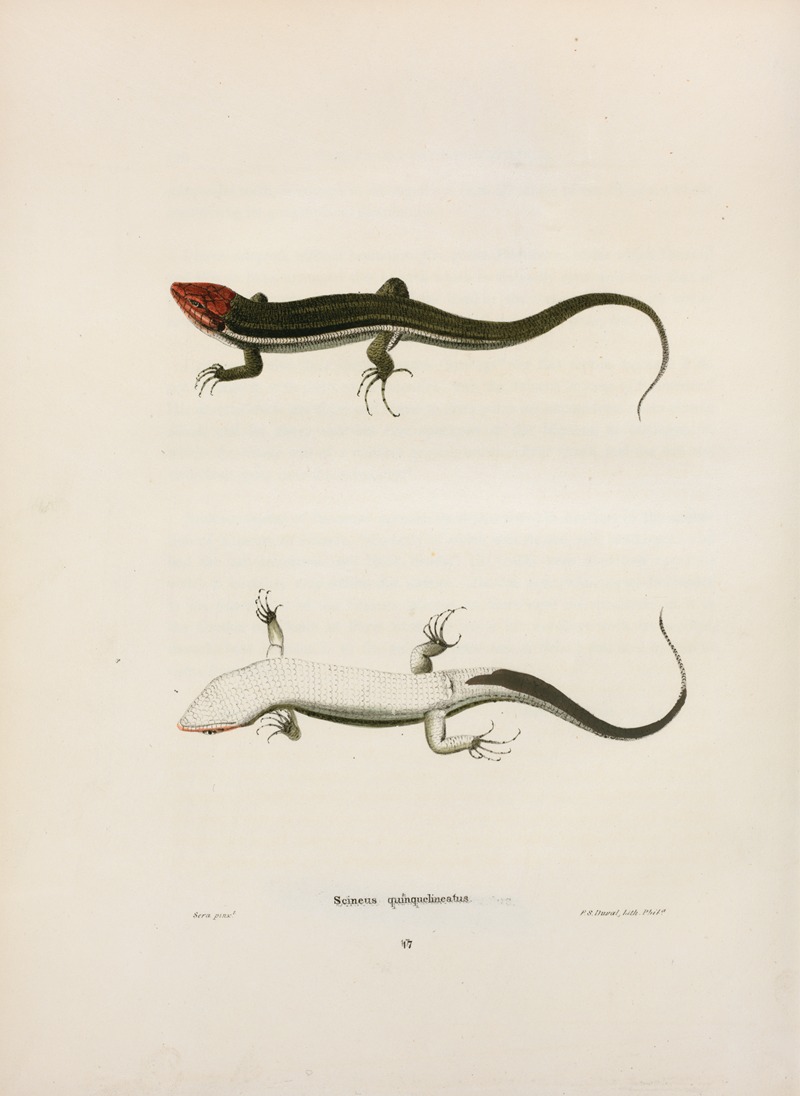 Scincus quinquelineatus. — John Edwards Holbrook