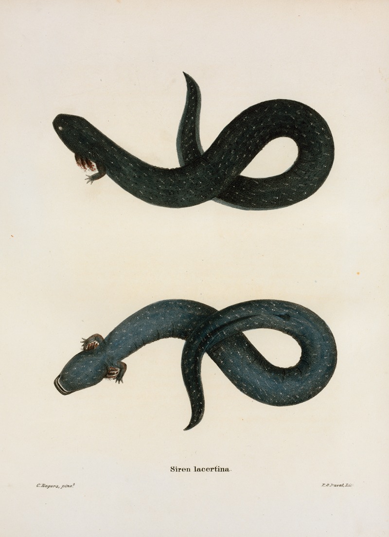 Siren lacertina by John Edwards Holbrook, 1842 — digital art print download