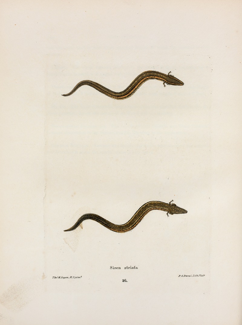Siren striata by John Edwards Holbrook, 1842 — digital art print download