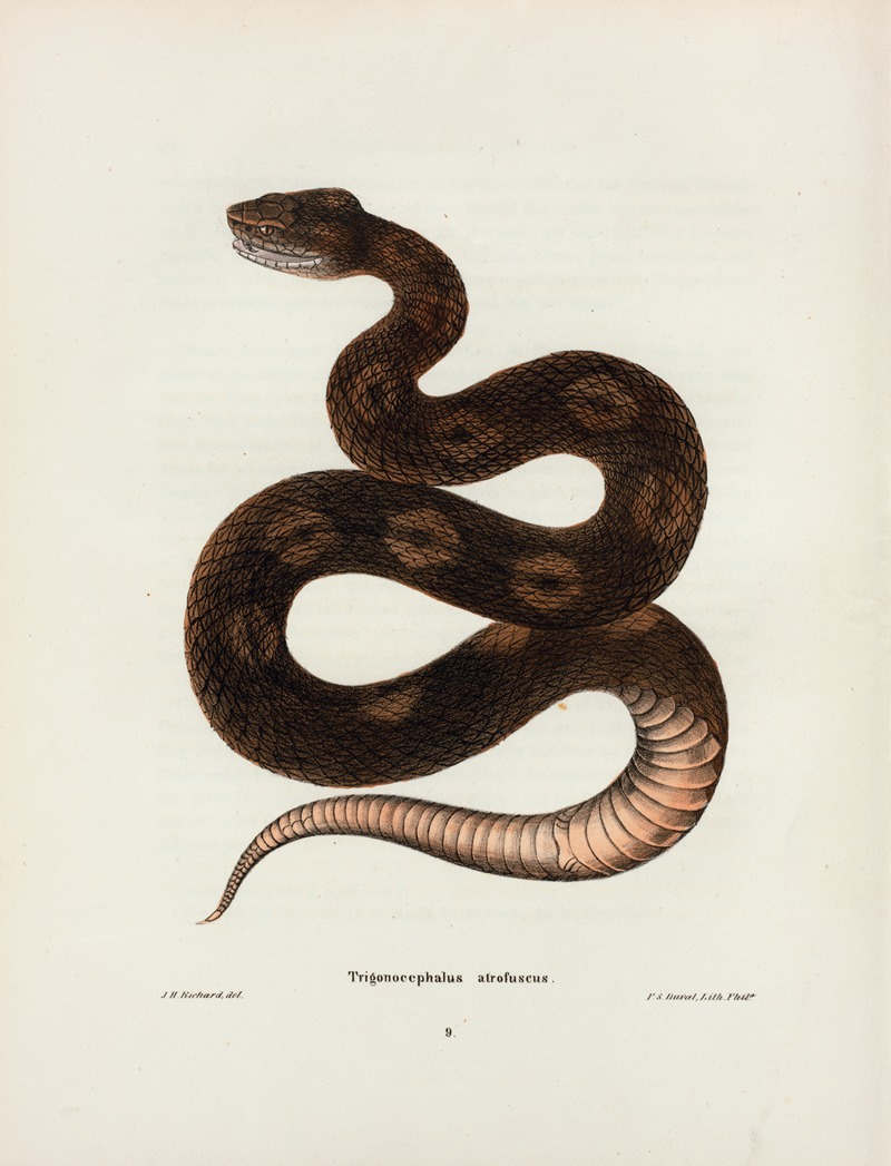 Trigonocephalus afro-fuscus. by John Edwards Holbrook, 1842 — digital art print download