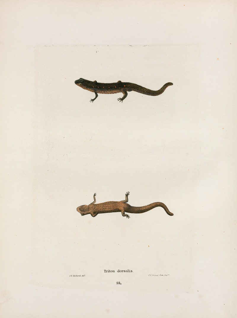 Triton dorsalis by John Edwards Holbrook, 1842 — digital art print download