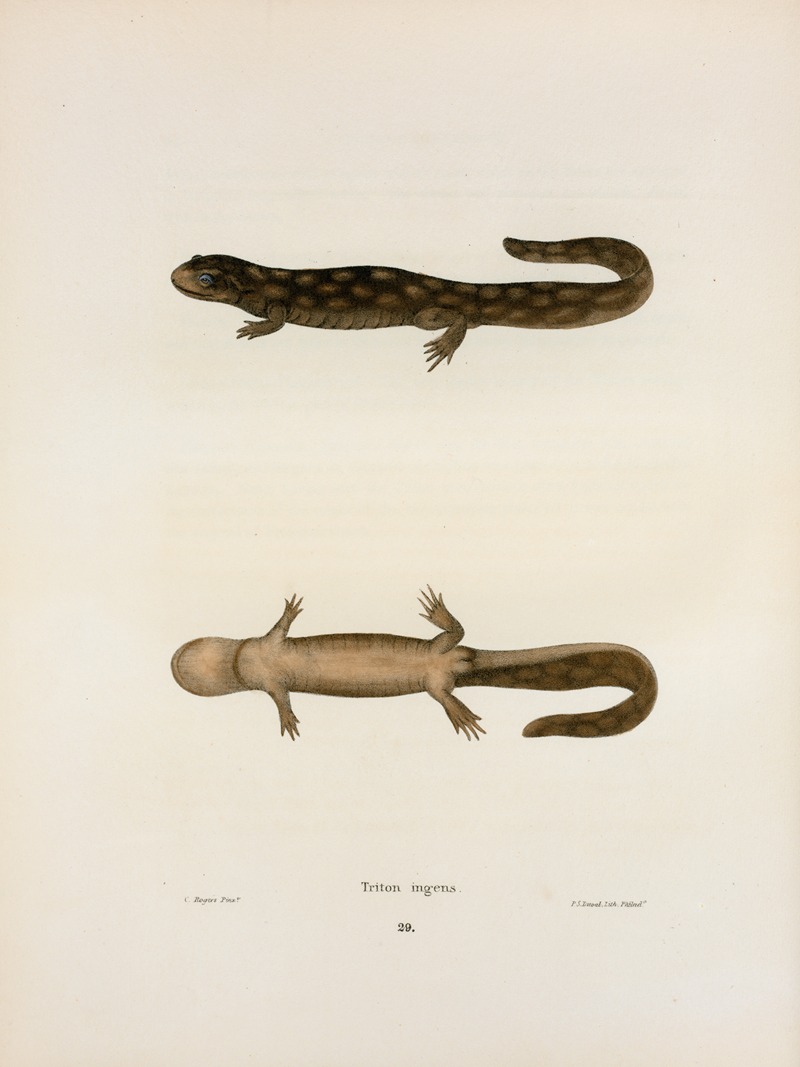 Triton ingens by John Edwards Holbrook, 1842 — digital art print download