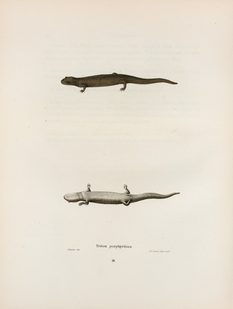 Triton porphyriticus by John Edwards Holbrook, 1842 — digital art print download