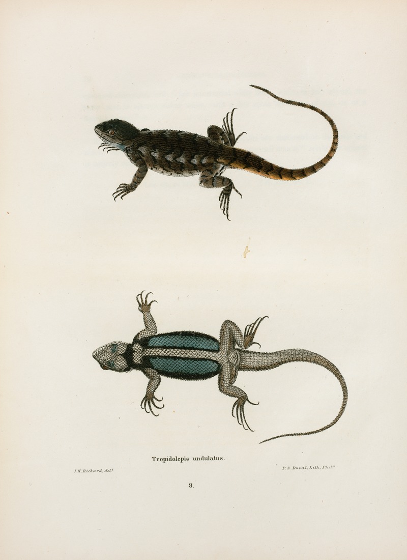 Tropidolepis undulatus. by John Edwards Holbrook, 1842 — digital art print download